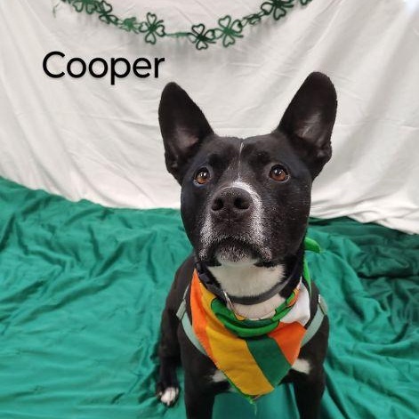 Cooper