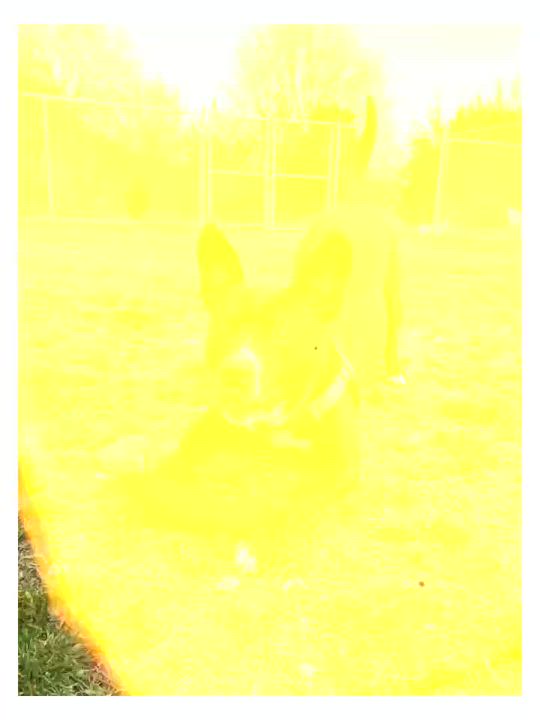 Enlarge Cooper, a Adoptable Feist in Cape May Court House, NJ video 6/6