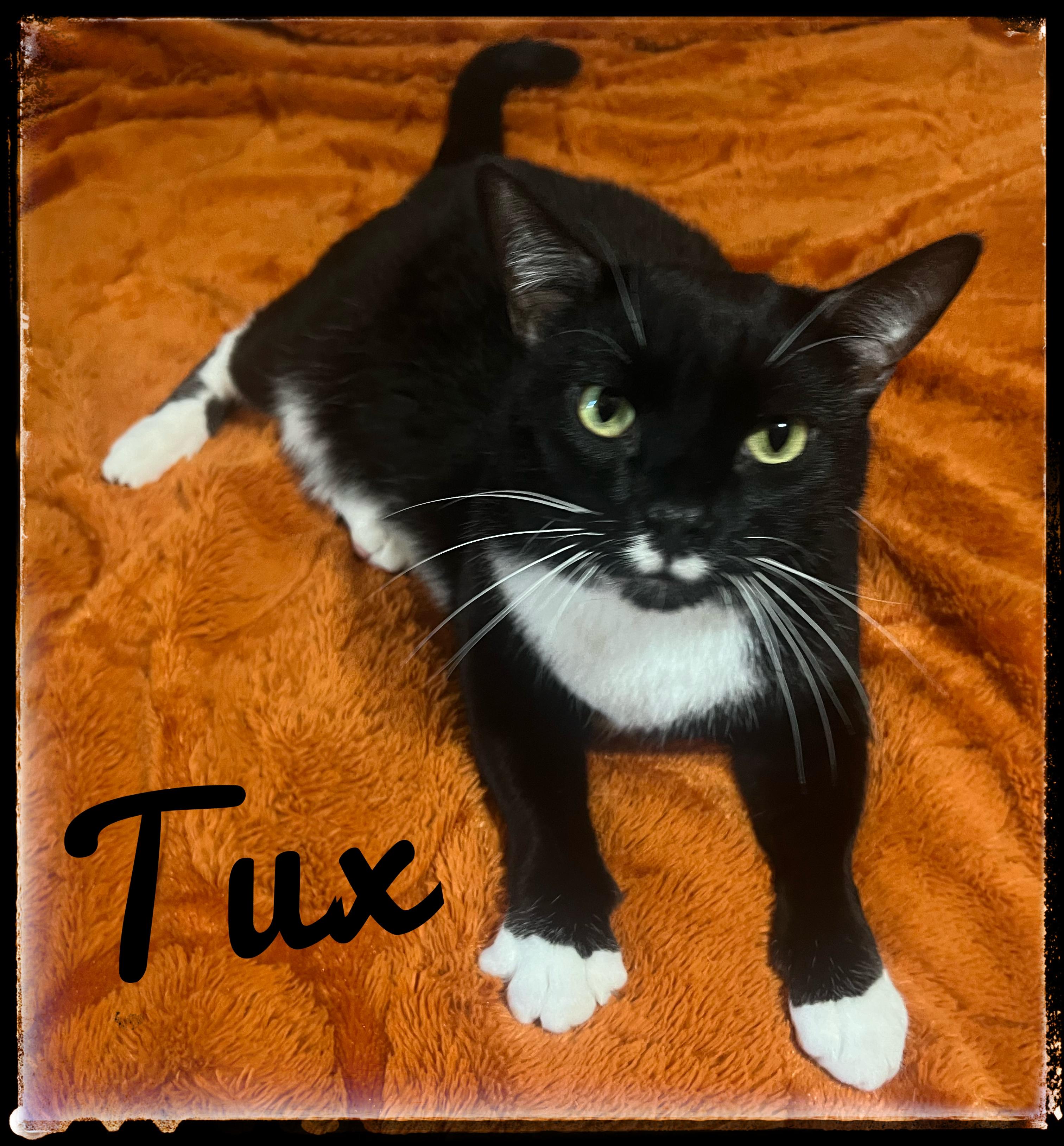 Enlarge Tux, a Adoptable Domestic Short Hair in El Cajon, CA image 1/1