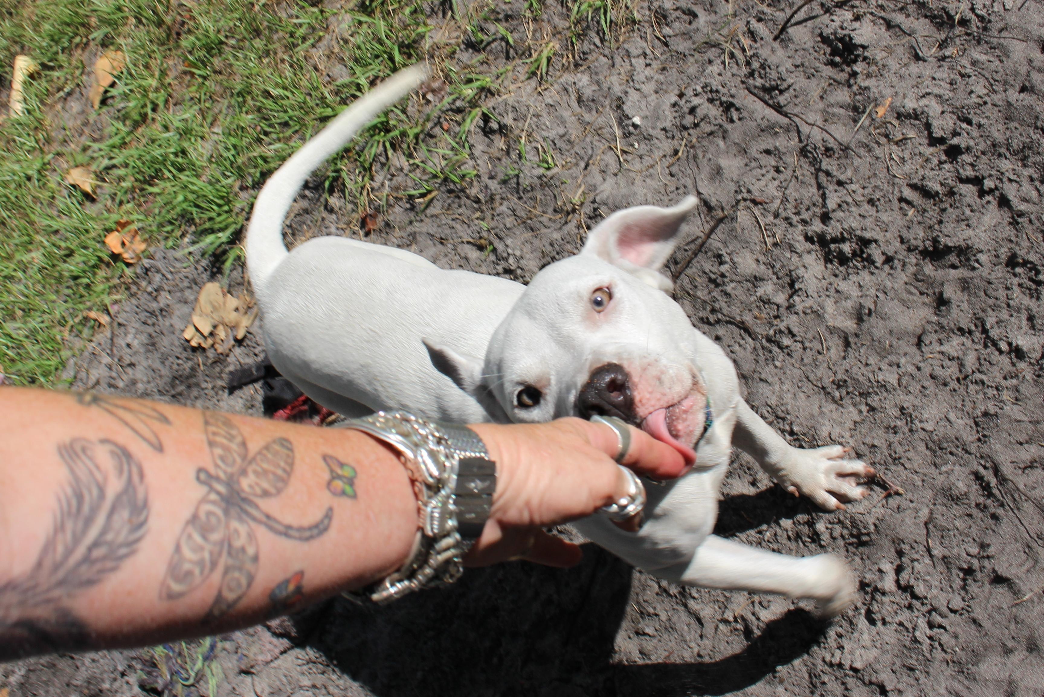 Dixie — thumbnail 2