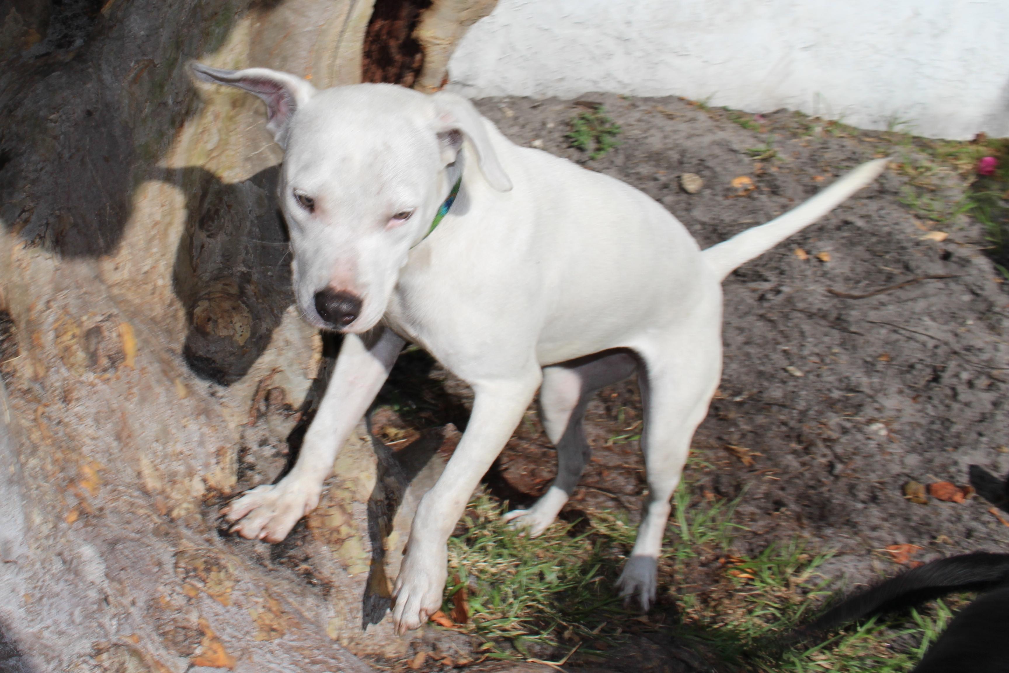 Dixie — thumbnail 3