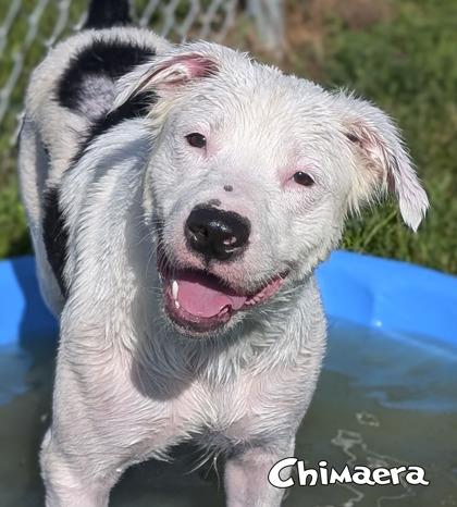 Chimaera, Adoptable, Adult Female Australian Shepherd & Mixed Breed.