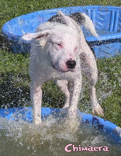Enlarge Chimaera, a Adoptable mixed breed in Mason, MI image 2/3