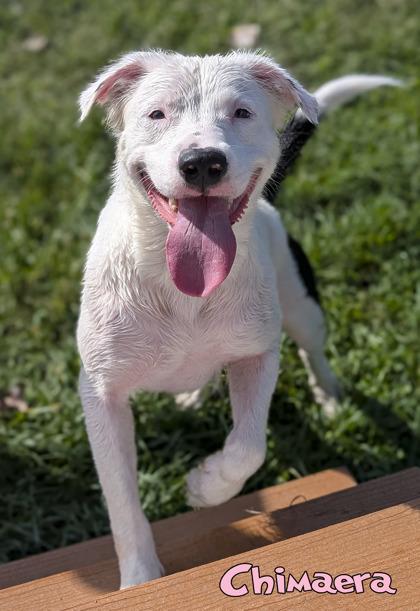 Enlarge Chimaera, a Adoptable mixed breed in Mason, MI image 3/3