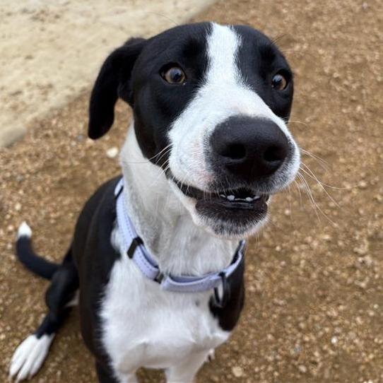 Tuxedo, Adoptable, Young Male Mixed Breed.