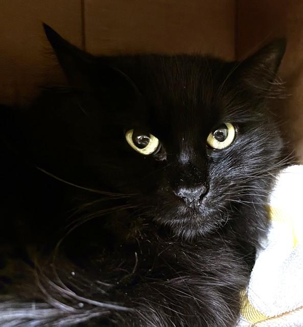 MRS B, Adoptable, Adult Female Domestic Long Hair.
