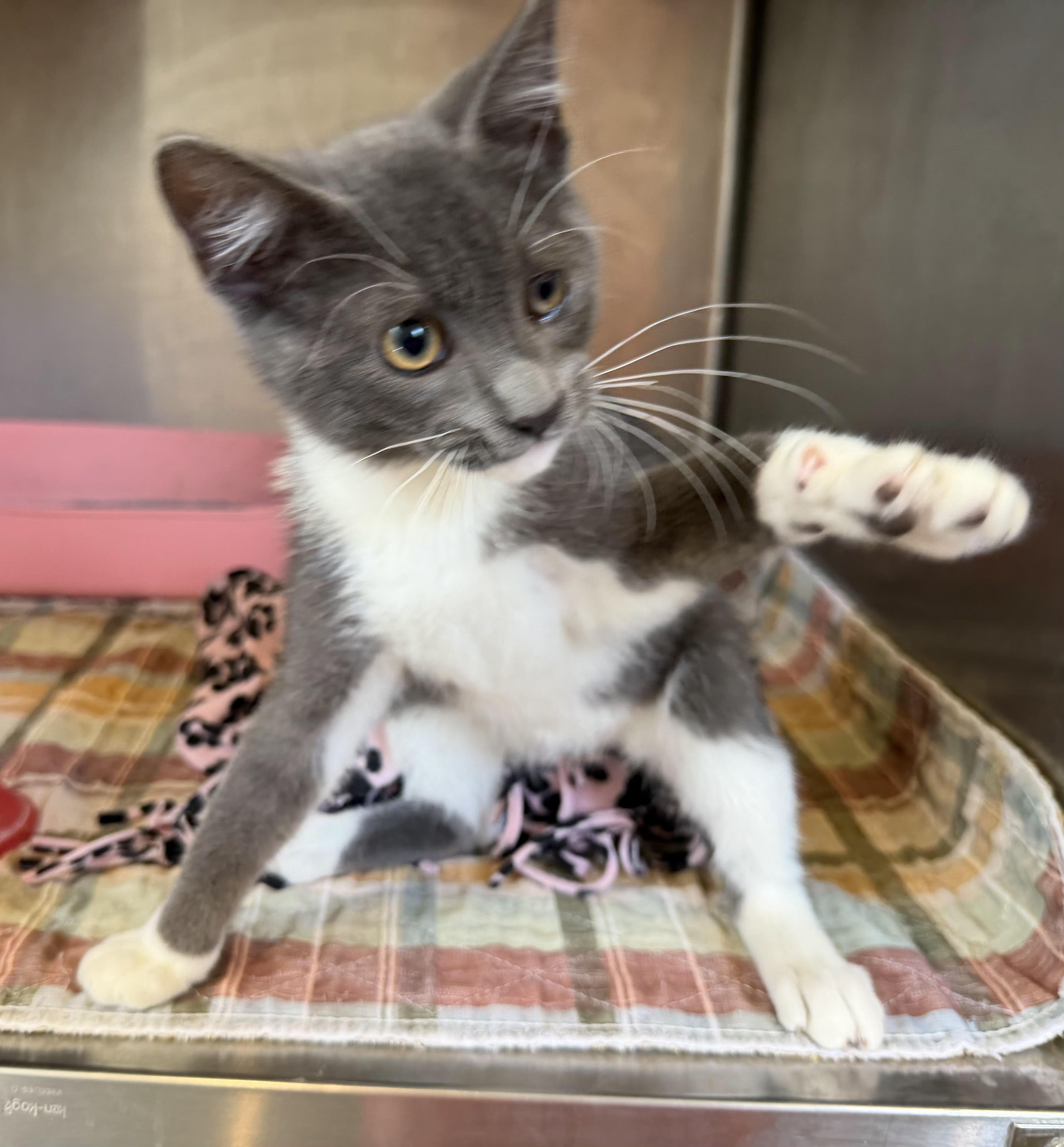 Boots, an adoptable Domestic Short Hair in Bloomsdale, MO image 2/5