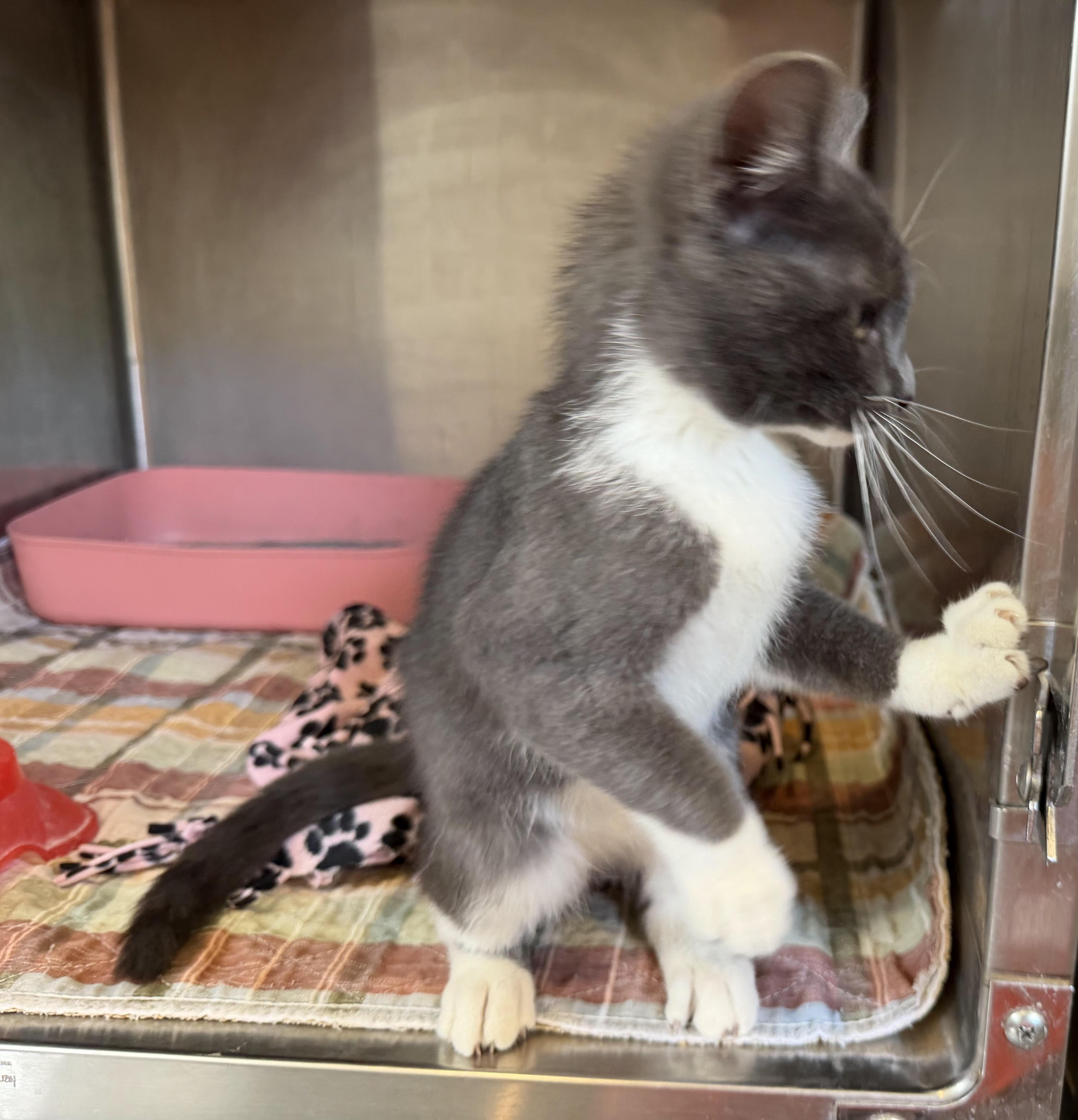 Boots, an adoptable Domestic Short Hair in Bloomsdale, MO image 4/5