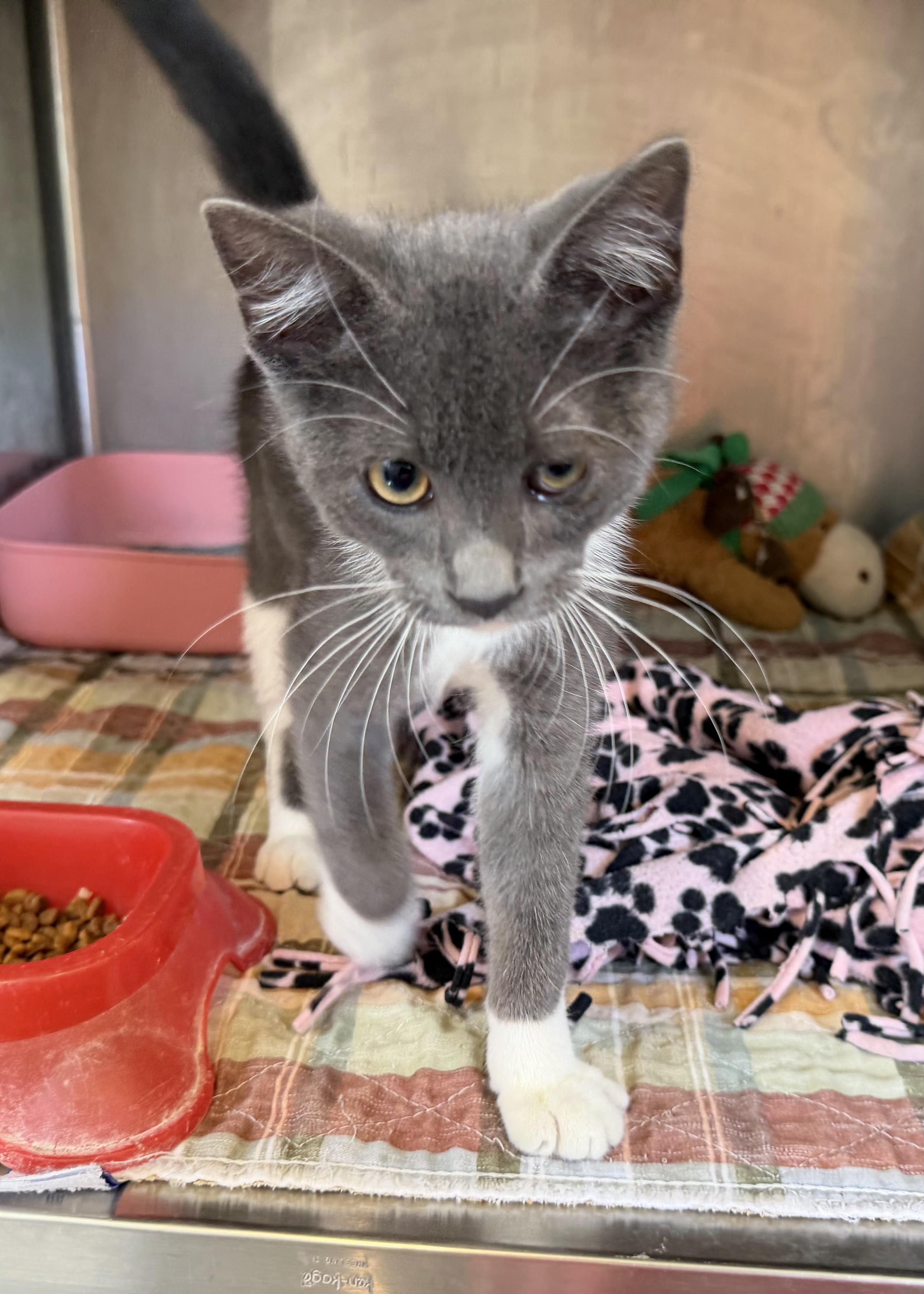 Boots, adoptable, Kitten Male Domestic Short Hair.