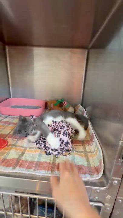 Enlarge Boots, an adoptable Domestic Short Hair in Bloomsdale, MO video 3/5