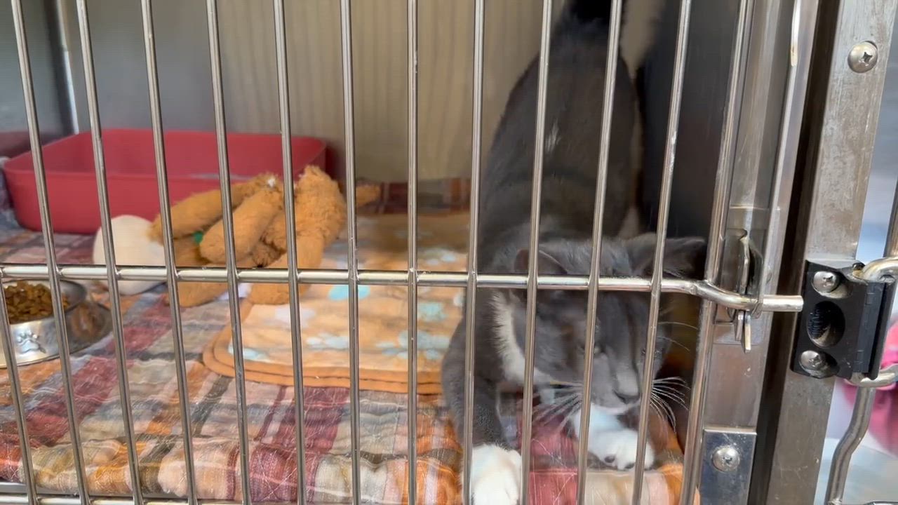 Enlarge Boots, an adoptable Domestic Short Hair in Bloomsdale, MO video 5/5