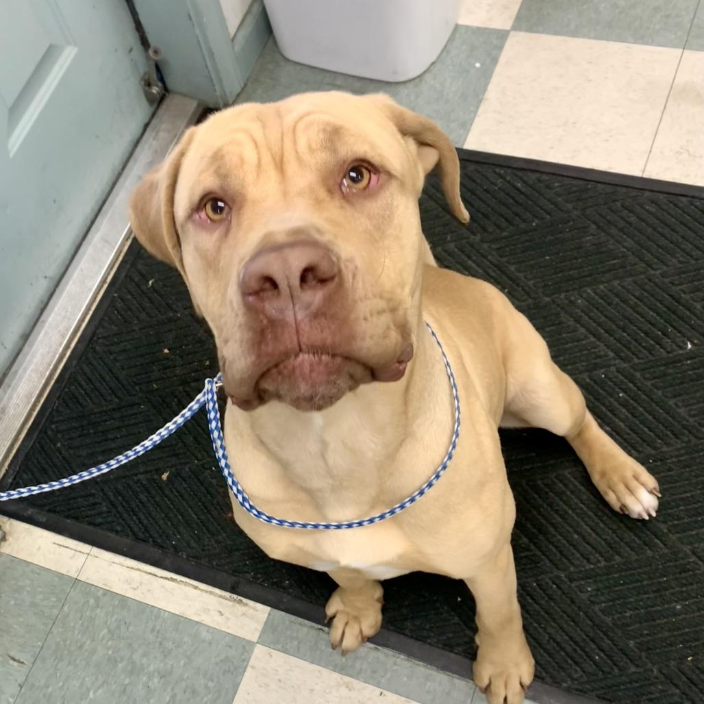 Sunny, Adoptable, Adult Female Cane Corso.