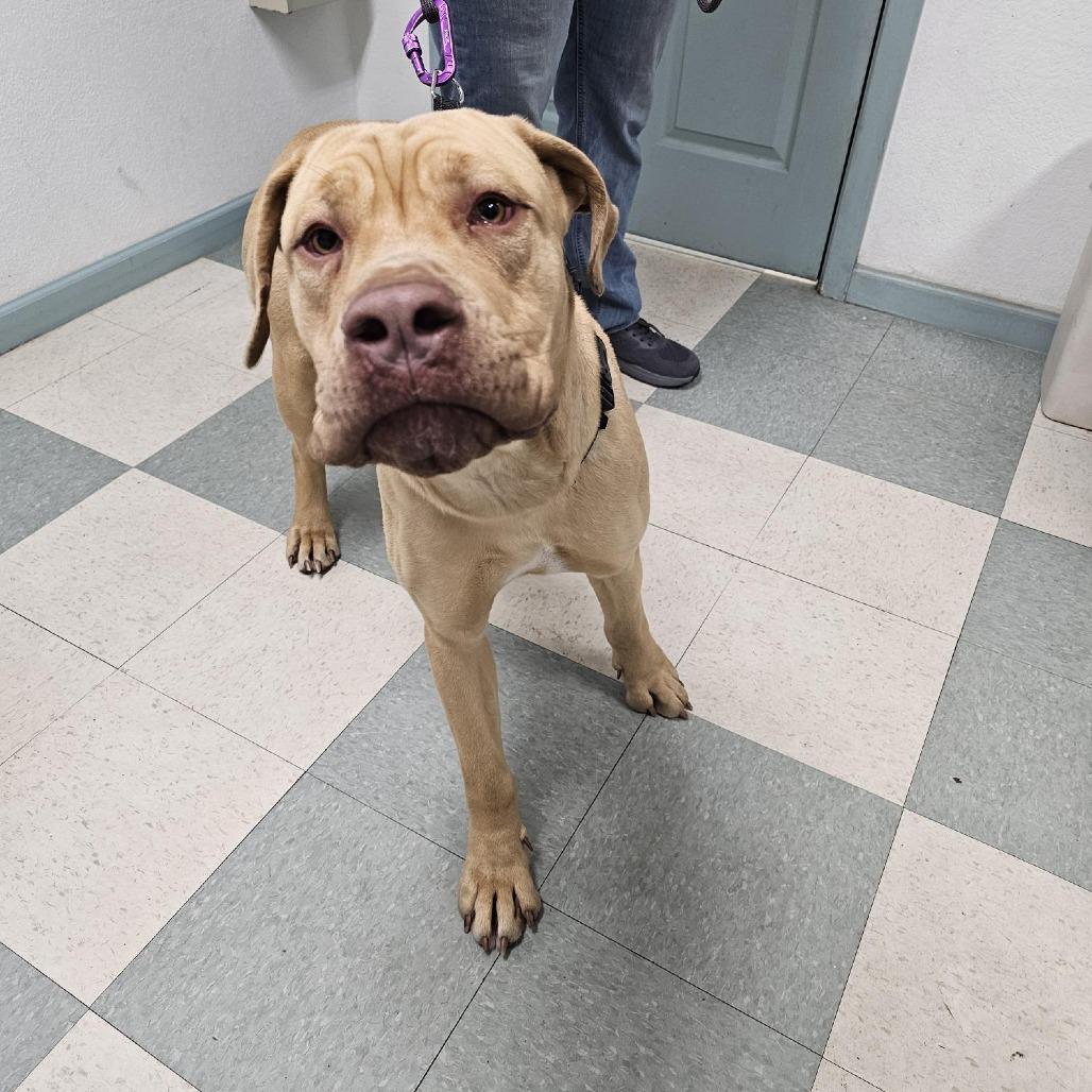 Sunny, a Adoptable Cane Corso in Mount Shasta, CA image 2/6