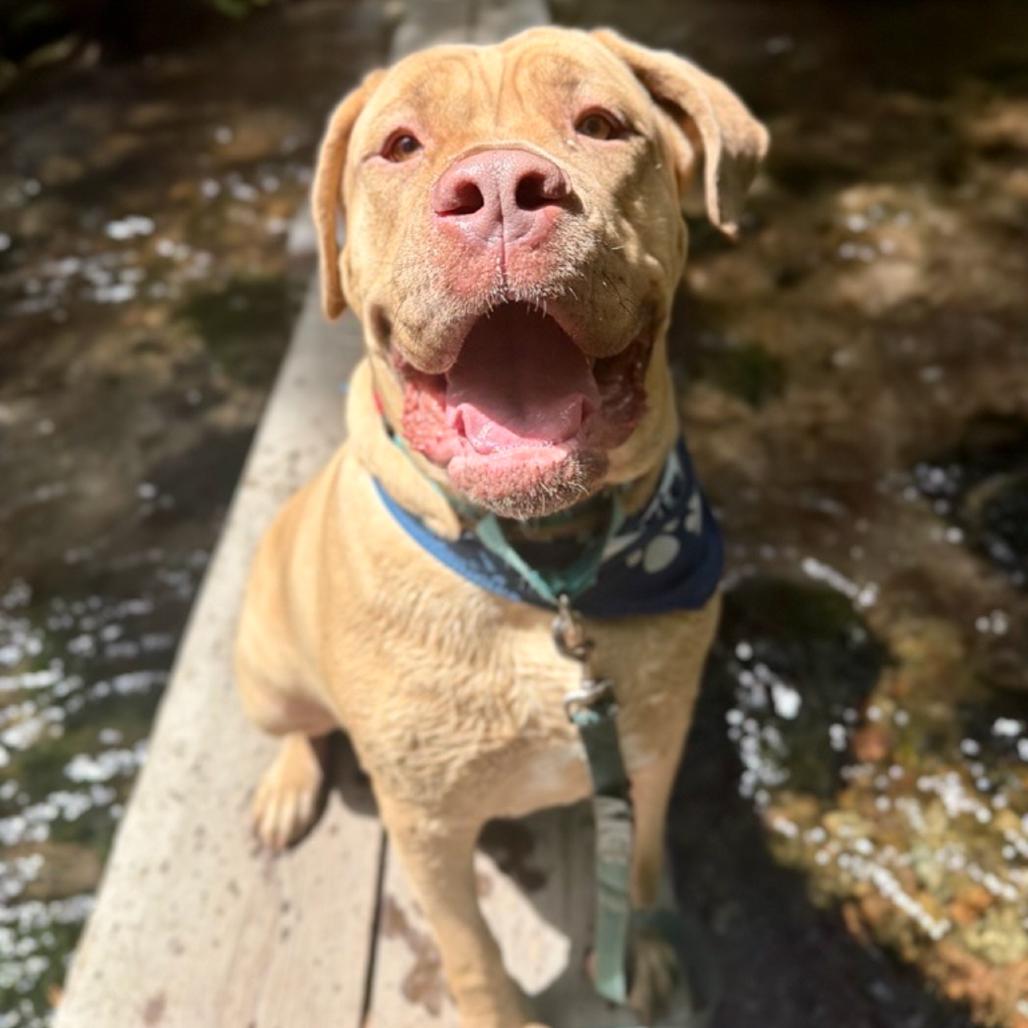 Sunny, a Adoptable Cane Corso in Mount Shasta, CA image 3/6