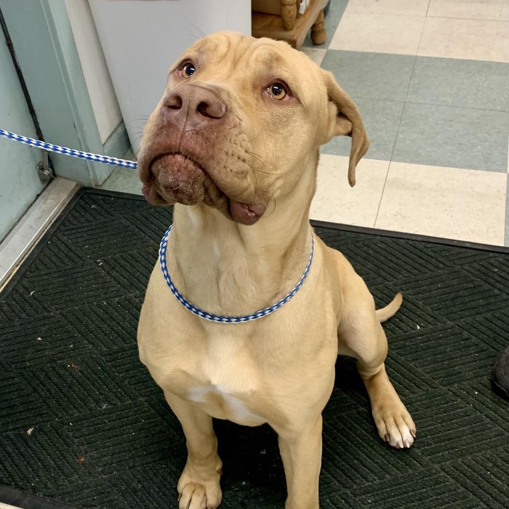Sunny, a Adoptable Cane Corso in Mount Shasta, CA image 4/6
