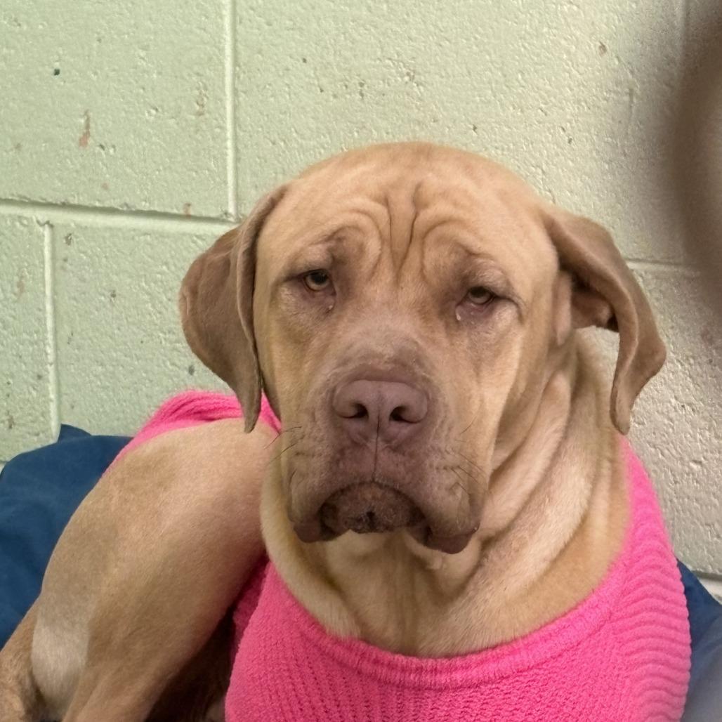 Sunny, a Adoptable Cane Corso in Mount Shasta, CA image 5/6