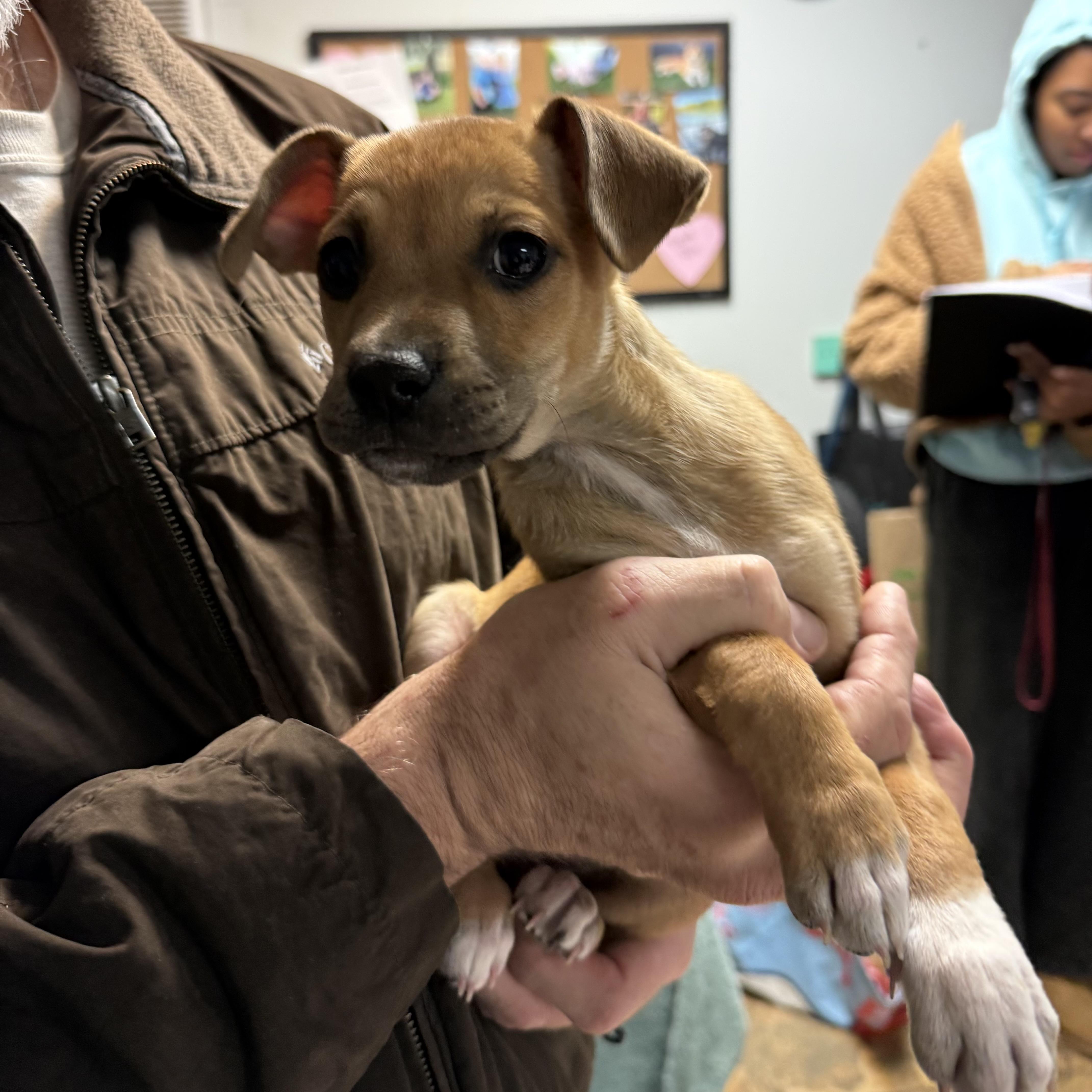 Kelpie — thumbnail 2