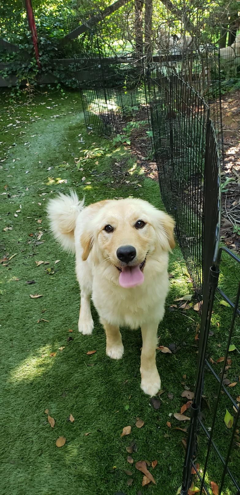 GiGi, a Adopted Golden Retriever in Stone Mountain, GA image 2/6