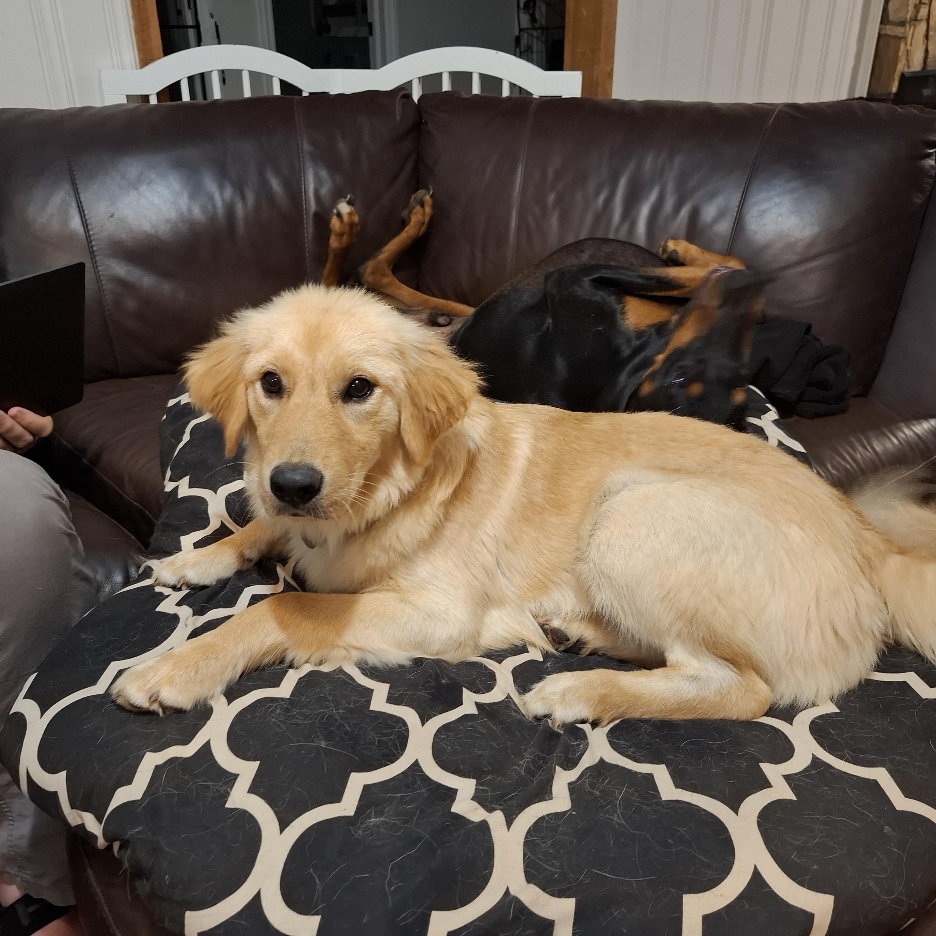 GiGi, a Adopted Golden Retriever in Stone Mountain, GA image 4/6