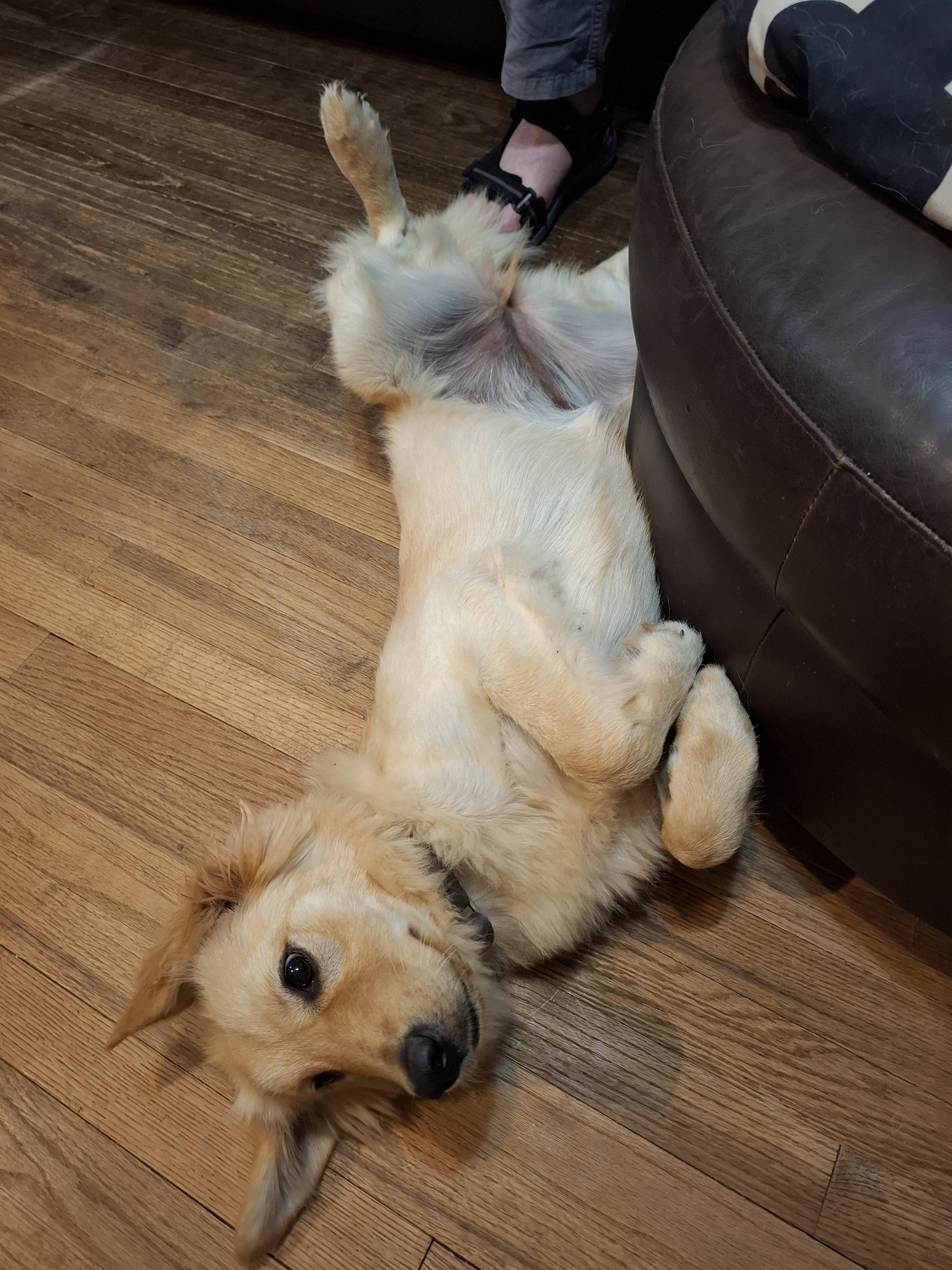 GiGi, a Adopted Golden Retriever in Stone Mountain, GA image 5/6