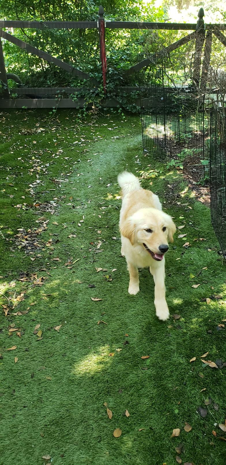 GiGi, a Adopted Golden Retriever in Stone Mountain, GA image 6/6
