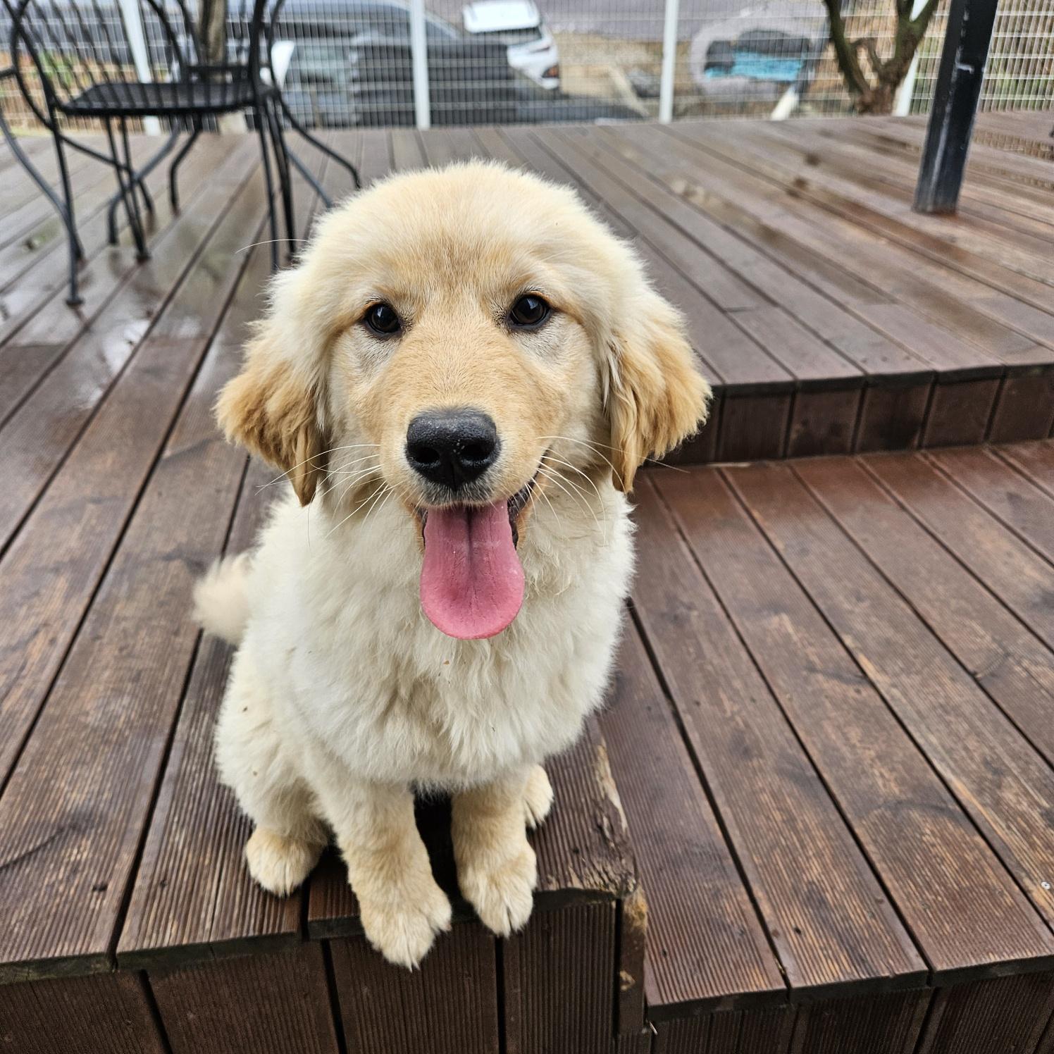 GiGi, a Adopted Golden Retriever in Stone Mountain, GA image 1/6