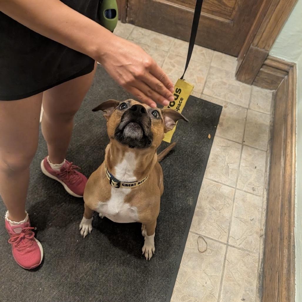 Enlarge Mary Jane, a Adoptable Pit Bull Terrier in Chicago, IL image 1/6