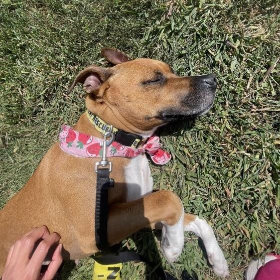 Enlarge Mary Jane, a Adoptable Pit Bull Terrier in Chicago, IL image 2/6