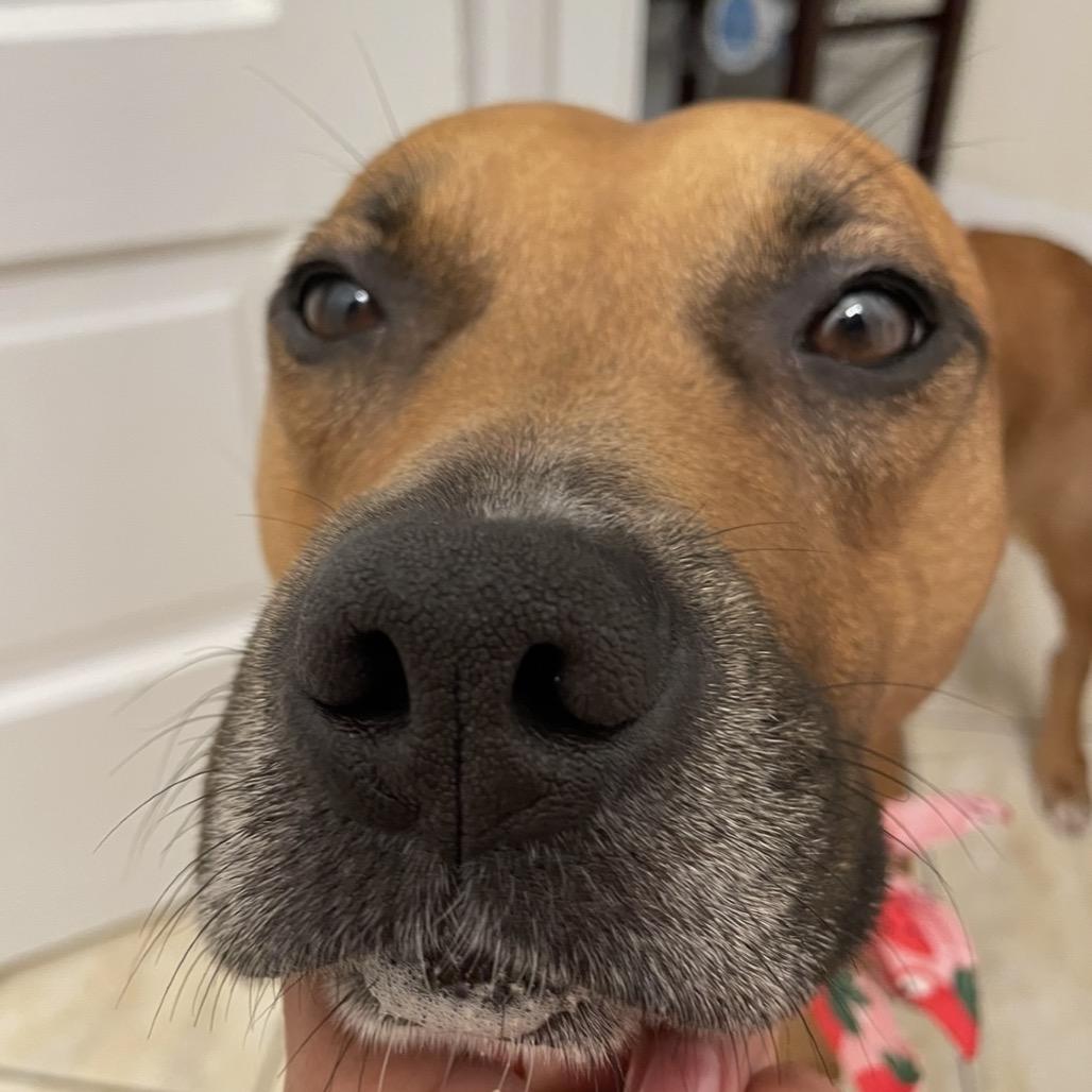 Enlarge Mary Jane, a Adoptable Pit Bull Terrier in Chicago, IL image 1/6