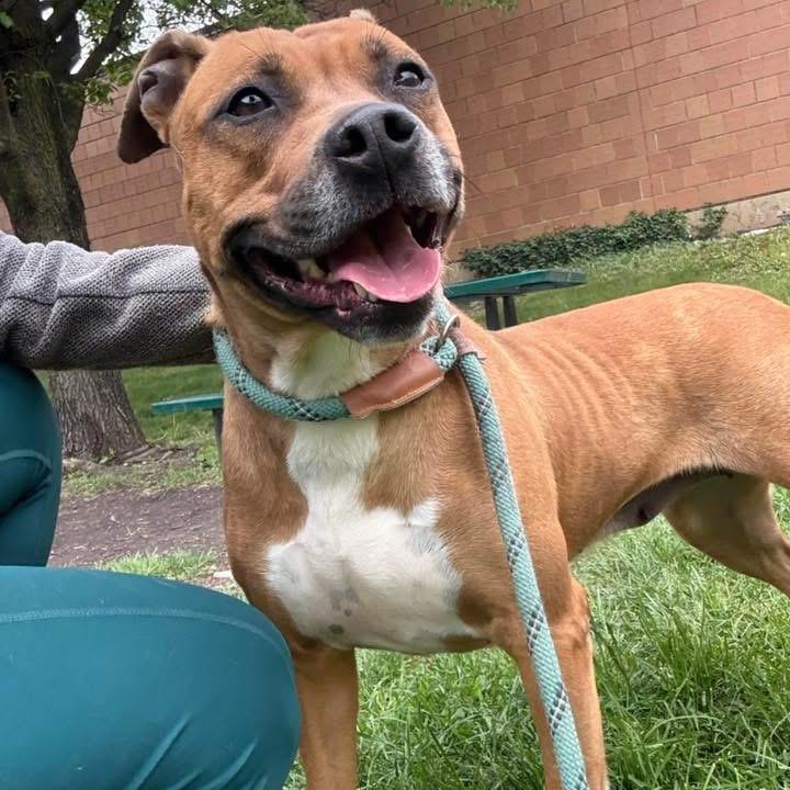 Enlarge Mary Jane, a Adoptable Pit Bull Terrier in Chicago, IL image 3/6