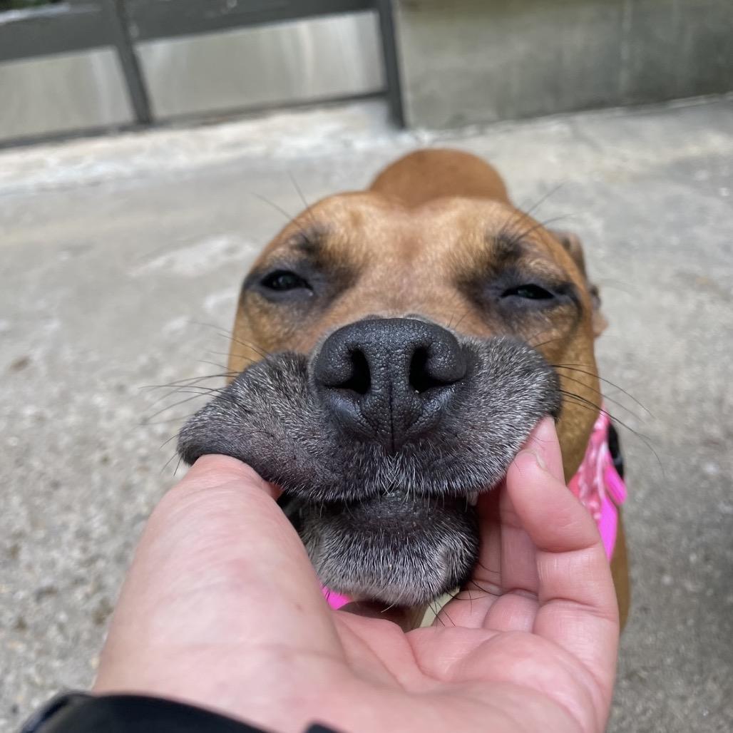 Enlarge Mary Jane, a Adoptable Pit Bull Terrier in Chicago, IL image 5/6