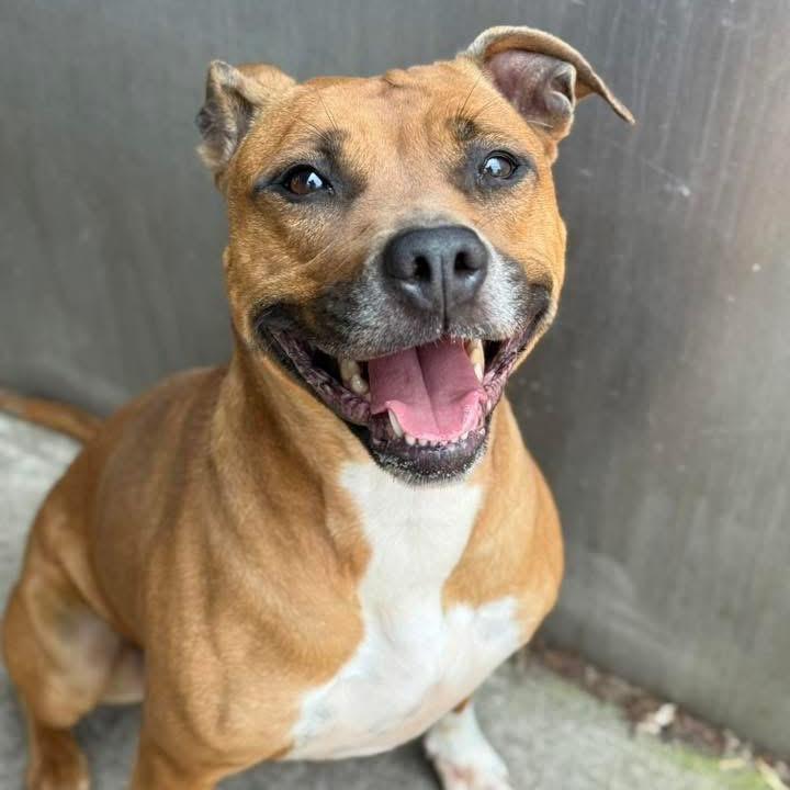 Mary Jane, Adoptable, Adult Female Pit Bull Terrier.