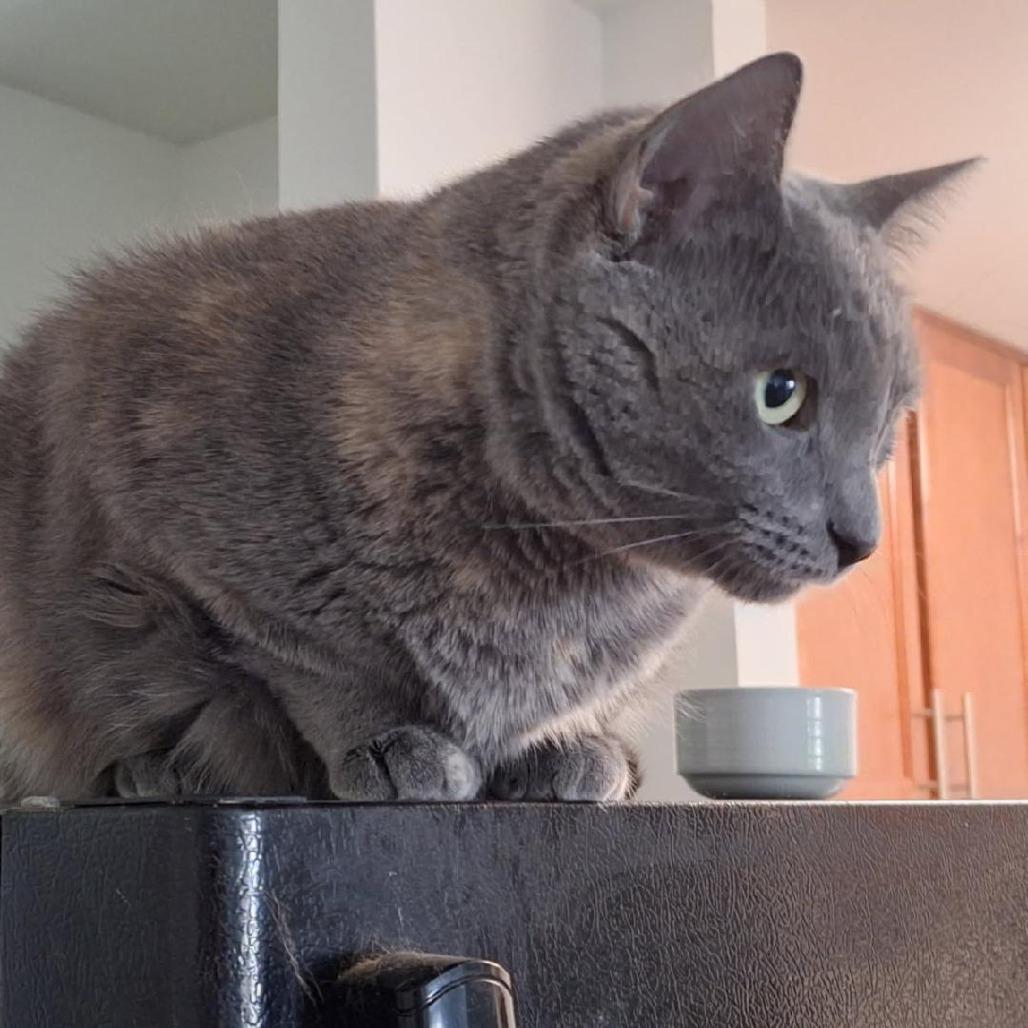 Enlarge Poppy, a Adoptable Domestic Short Hair in Middleton, WI image 1/3