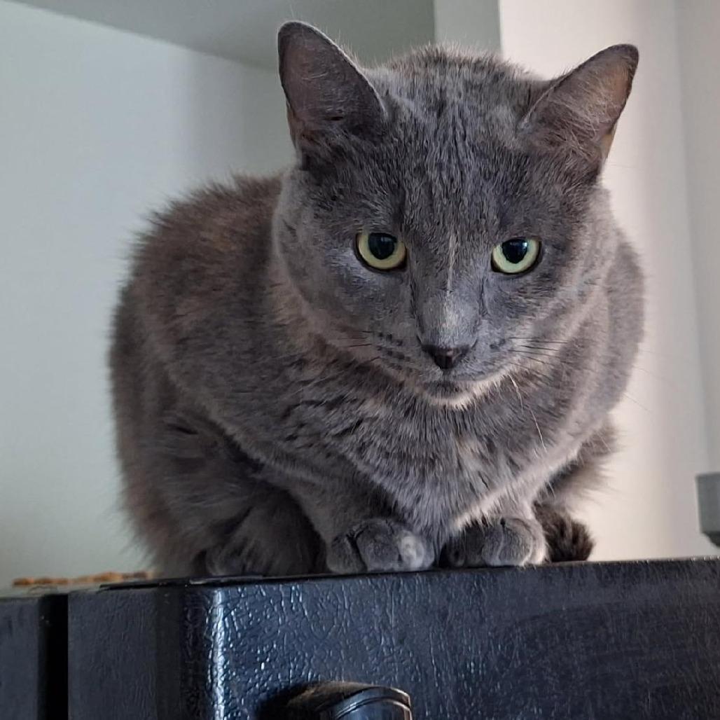 Enlarge Poppy, a Adoptable Domestic Short Hair in Middleton, WI image 2/3