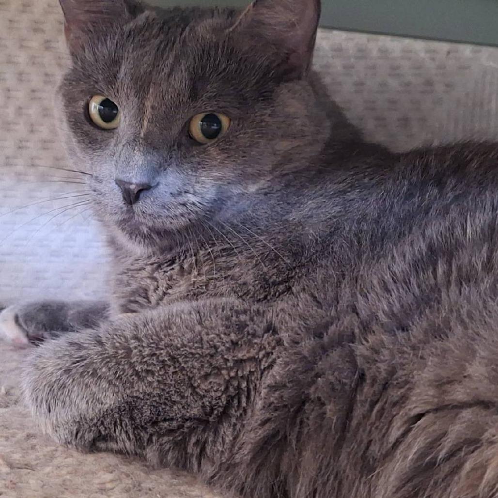 Enlarge Poppy, a Adoptable Domestic Short Hair in Middleton, WI image 3/3