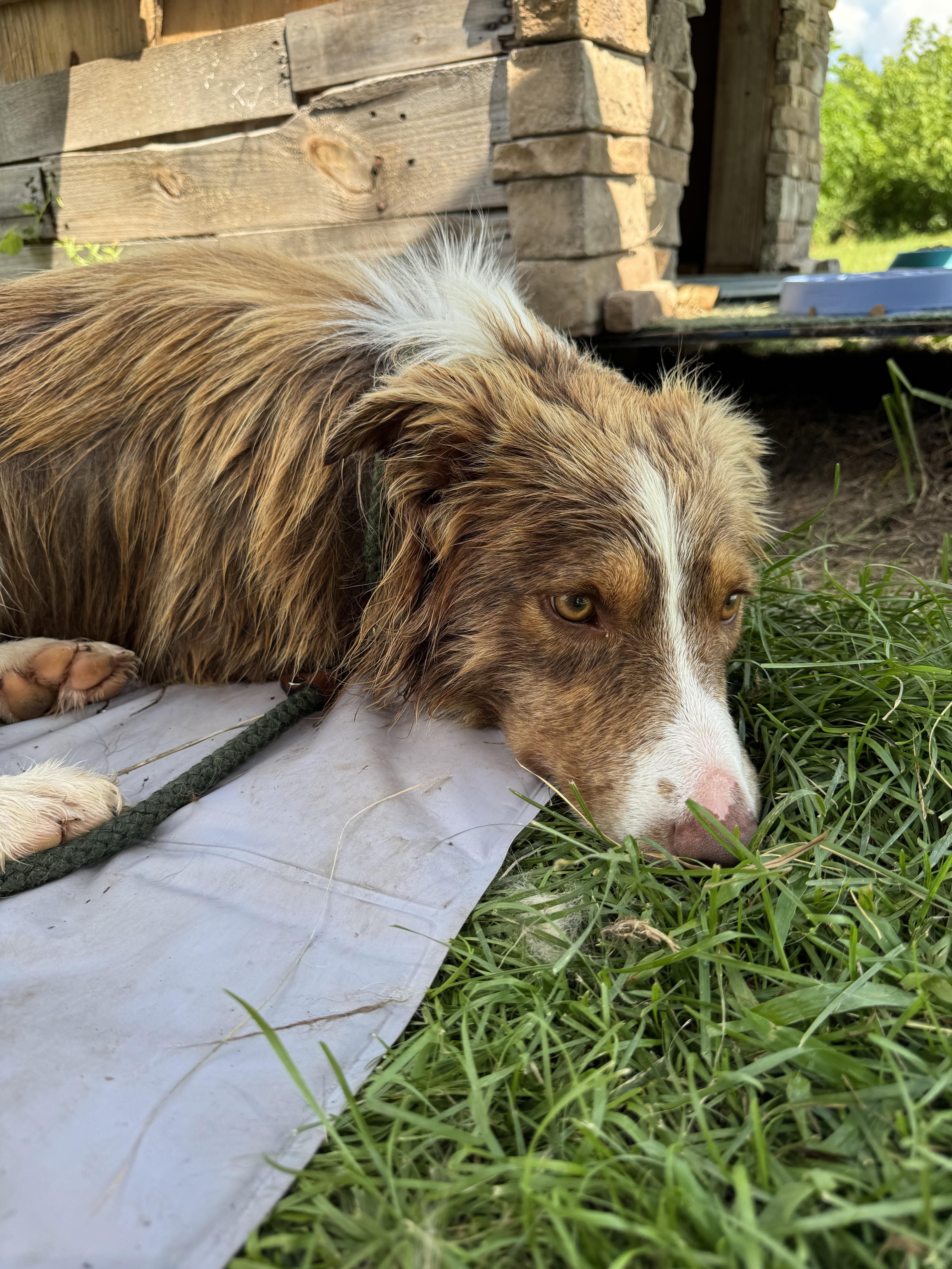 Enlarge Blaze, a Adoptable Border Collie in Stewartsville, MO image 2/3