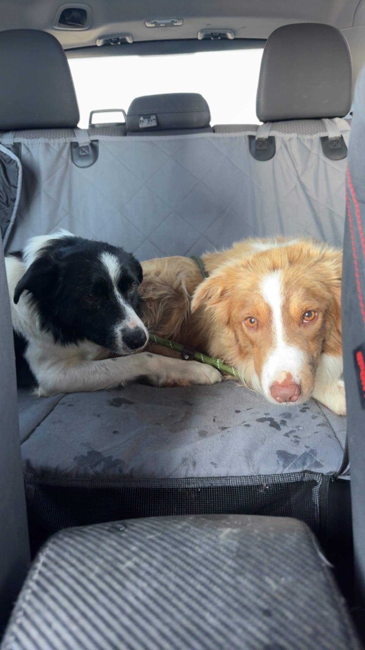 Enlarge Blaze, a Adoptable Border Collie in Stewartsville, MO image 3/3