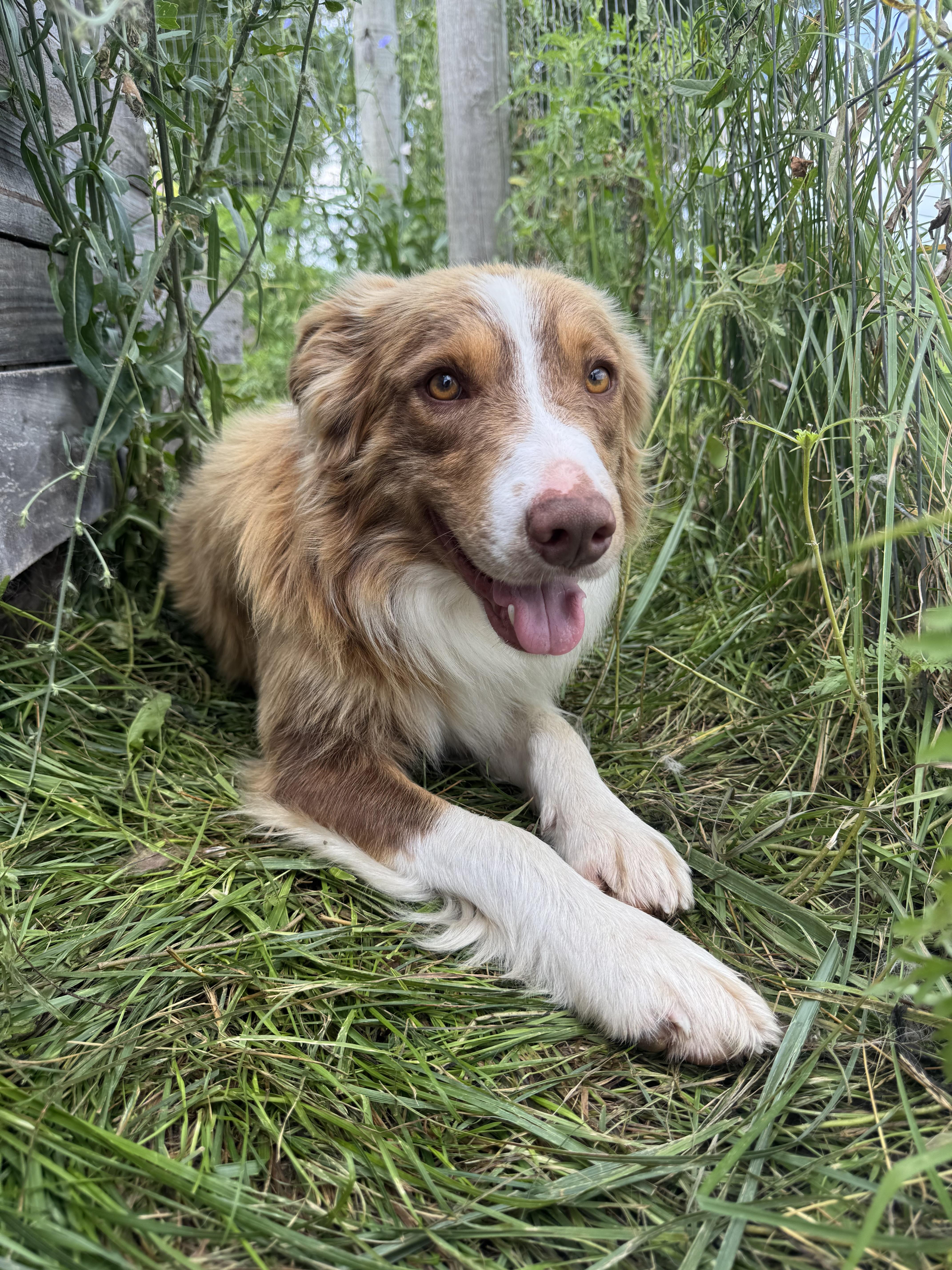 Enlarge Blaze, a Adoptable Border Collie in Stewartsville, MO image 1/3