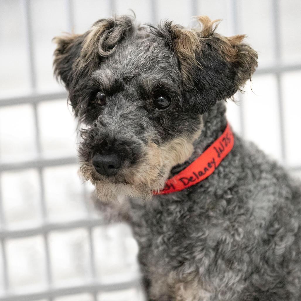Delaney (JN25-506), a Adoptable Schnauzer in Peyton, CO image 2/6