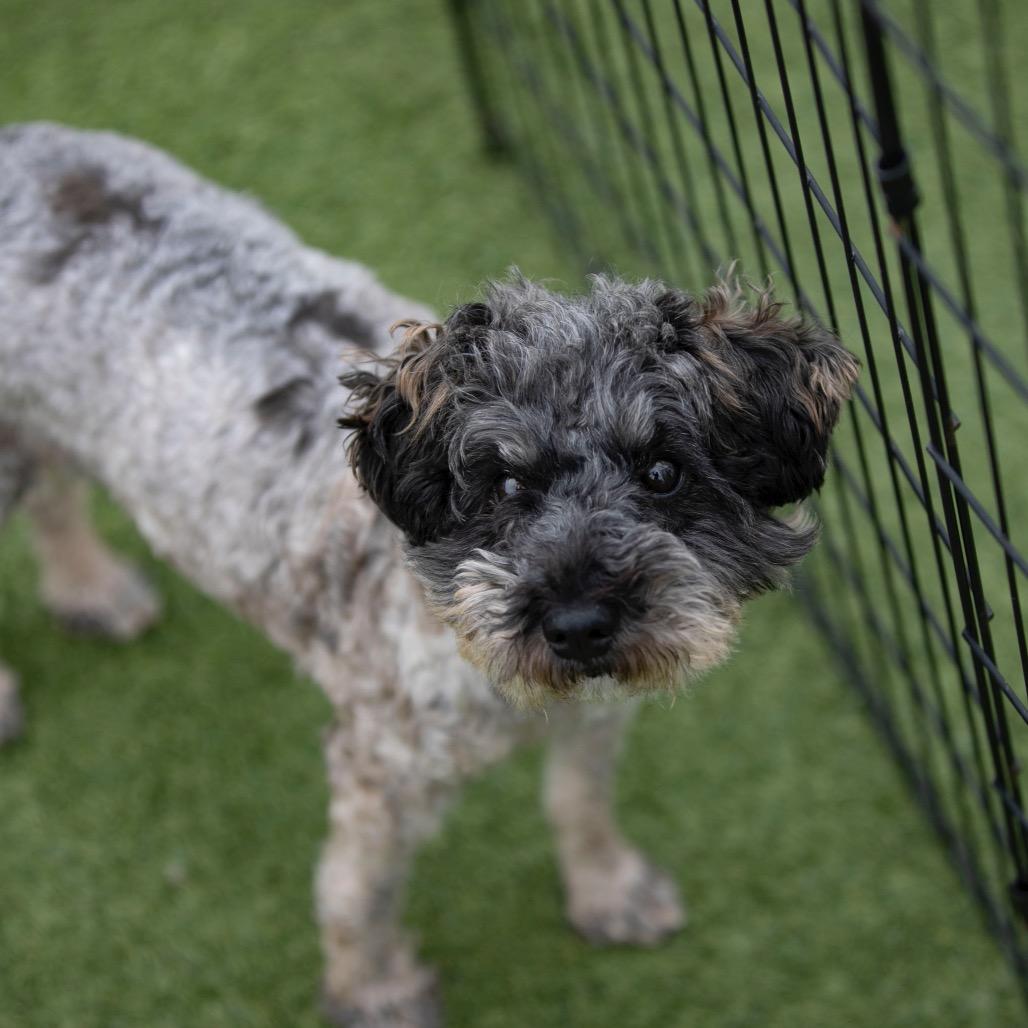 Delaney (JN25-506), a Adoptable Schnauzer in Peyton, CO image 3/6