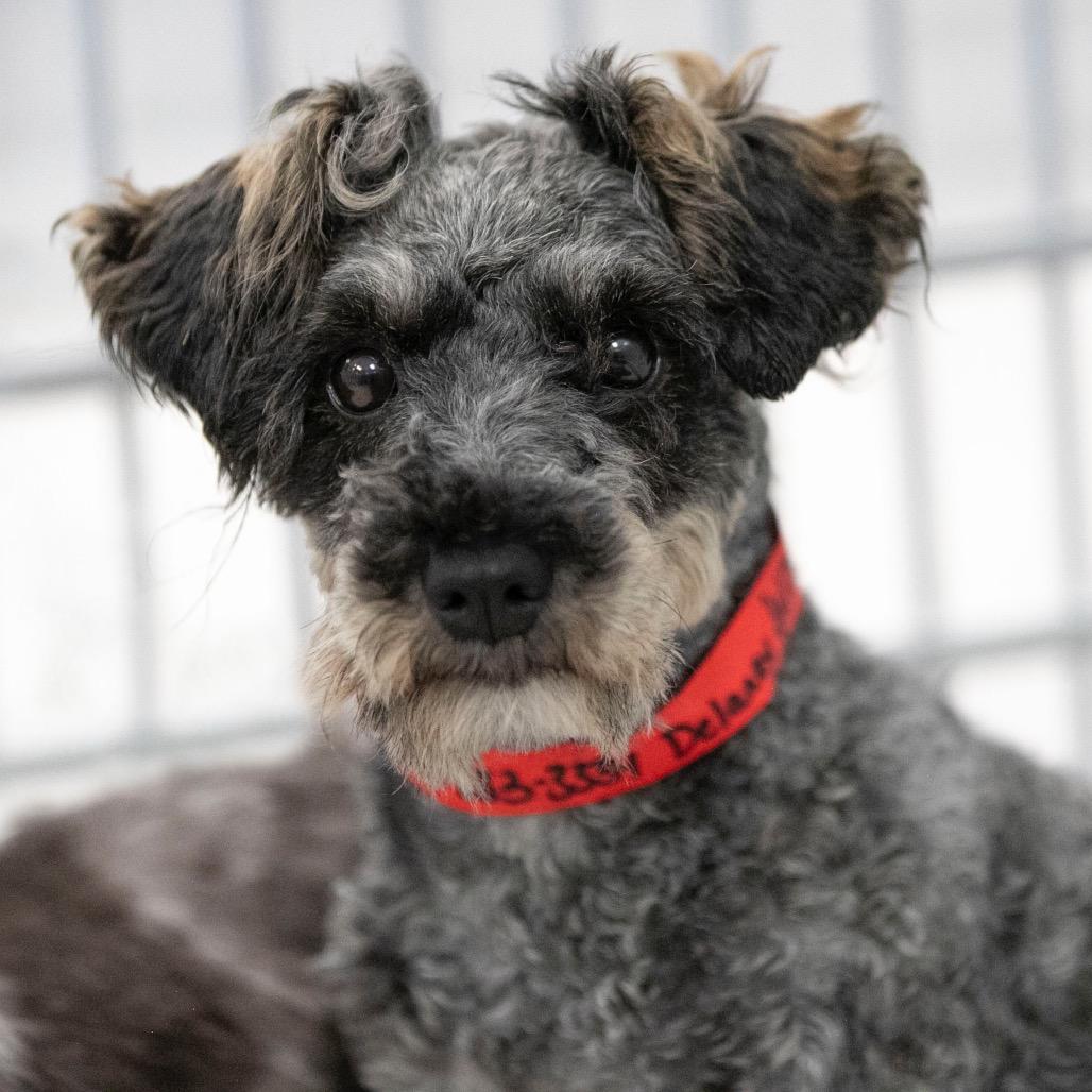 Delaney (JN25-506), a Adoptable Schnauzer in Peyton, CO image 4/6