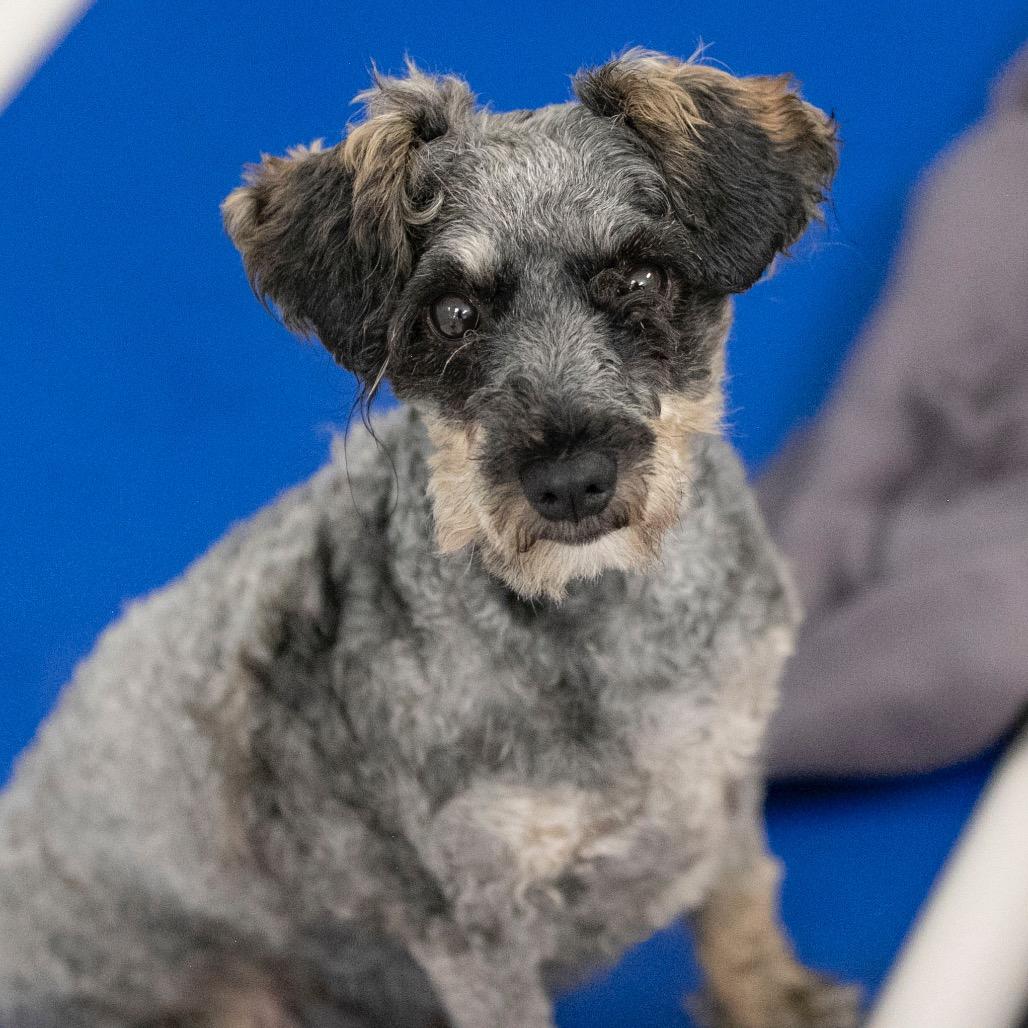 Delaney (JN25-506), a Adoptable Schnauzer in Peyton, CO image 5/6