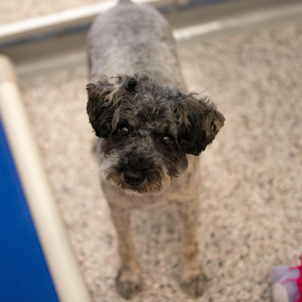 Delaney (JN25-506), a Adoptable Schnauzer in Peyton, CO image 6/6