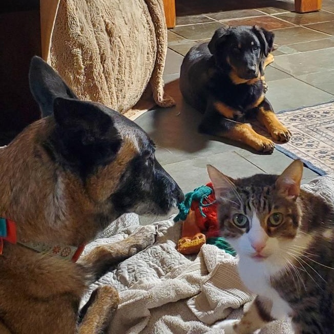 Enlarge 7, an adoptable mixed breed in San Jose, CA image 2/6