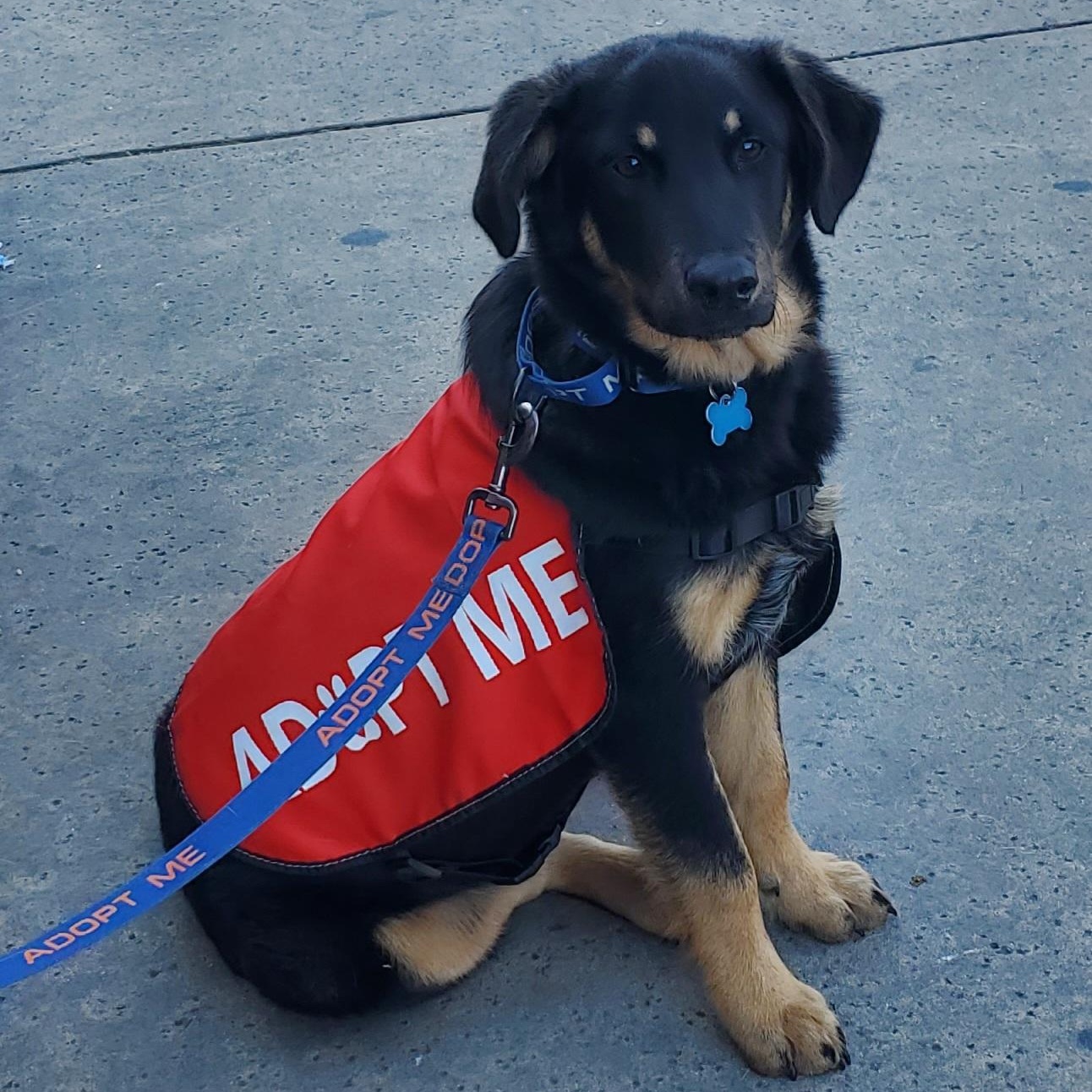Enlarge 7, an adoptable mixed breed in San Jose, CA image 1/4