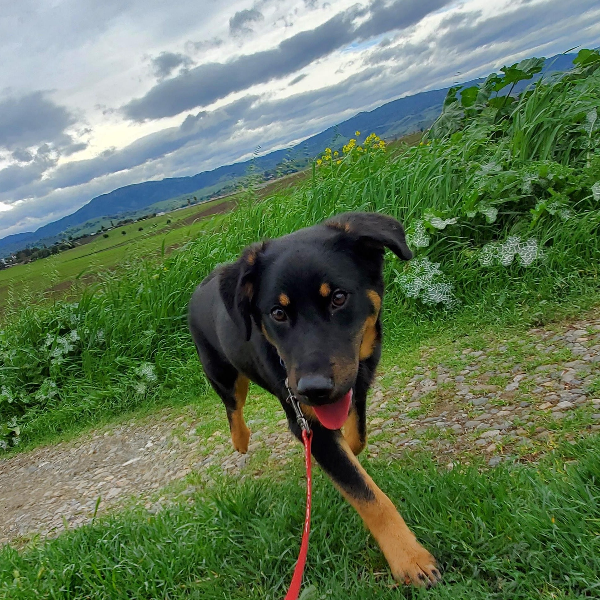 Enlarge 7, an adoptable mixed breed in San Jose, CA image 6/6