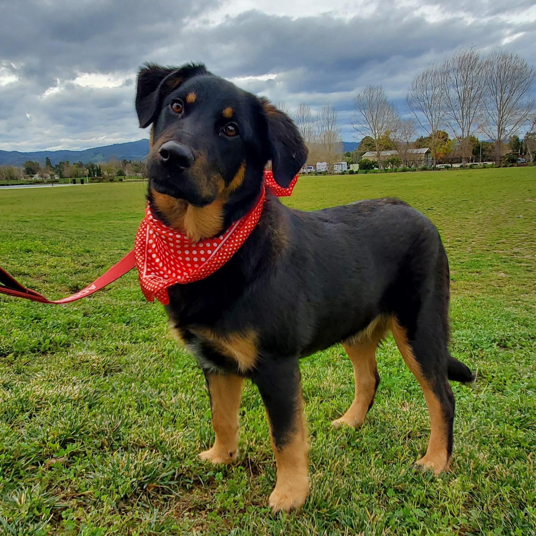 Enlarge 7, an adoptable mixed breed in San Jose, CA image 1/6
