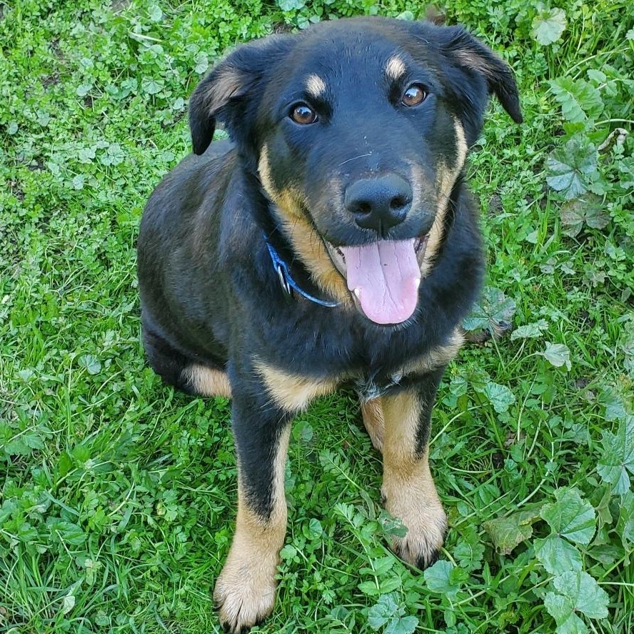 Enlarge 7, an adoptable mixed breed in San Jose, CA image 2/6