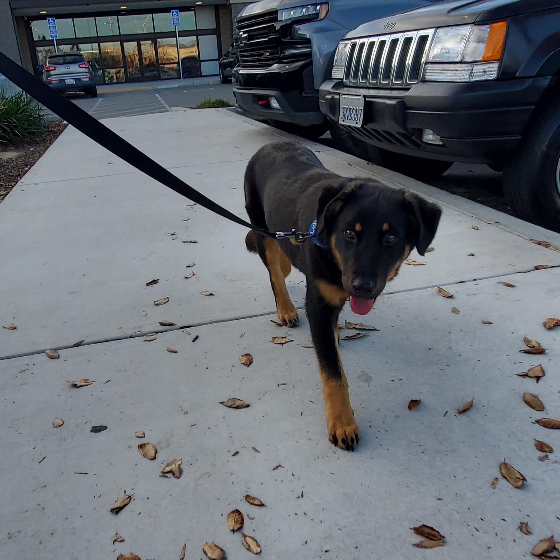 Enlarge 7, an adoptable mixed breed in San Jose, CA image 4/4