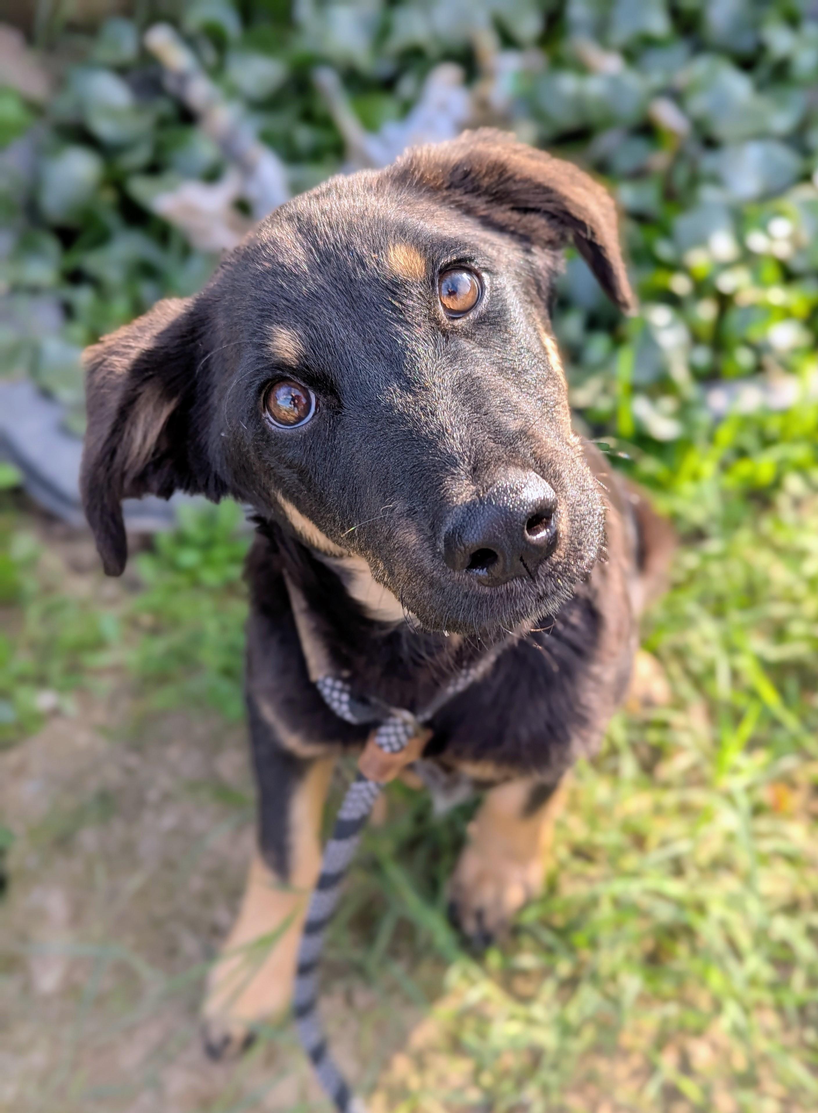 Enlarge 7, an adoptable mixed breed in San Jose, CA image 3/4